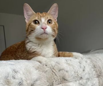 Libertyville Animal Hospital
