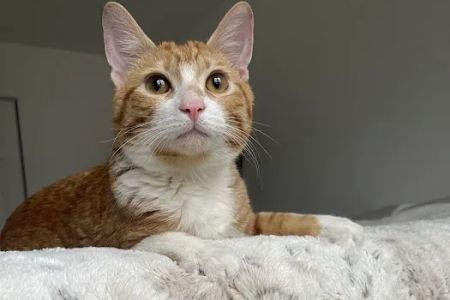 Libertyville Animal Hospital