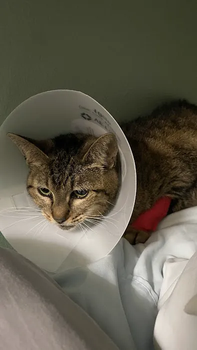 Townline Animal Hospital 7