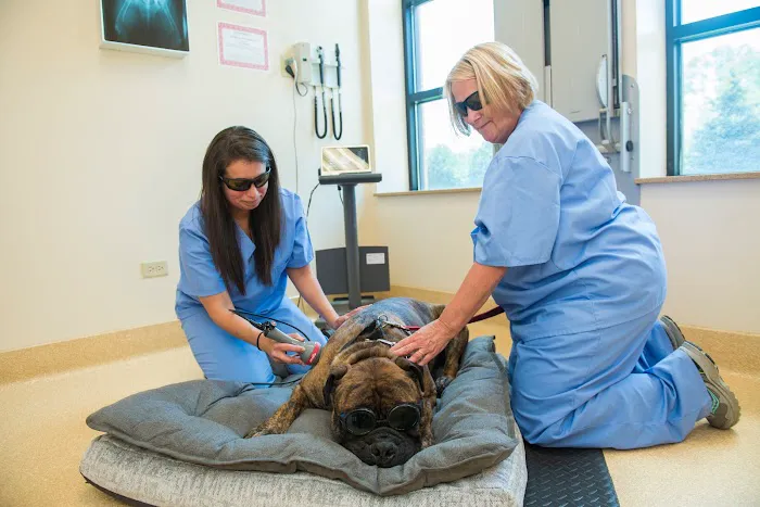 Ruth Helen Wolf Animal Clinic and Hospital 3