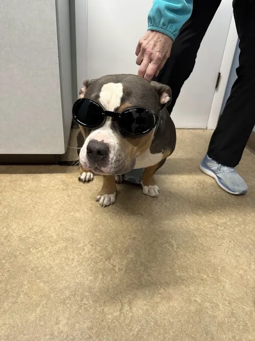 VCA Hawthorn Animal Hospital 12