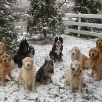 Skycrest Animal Clinic ico