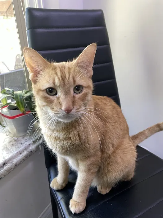 Buffalo Grove Animal Hospital 12