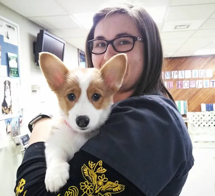 Companion Animal Hospital Mount Prospect 7