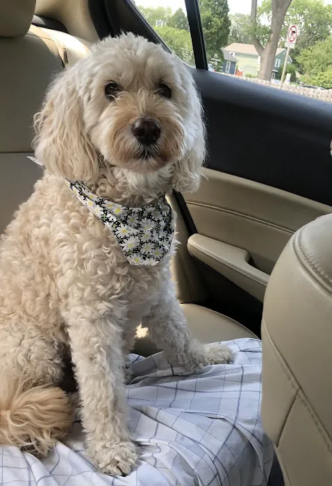 Companion Animal Hospital Mount Prospect 5
