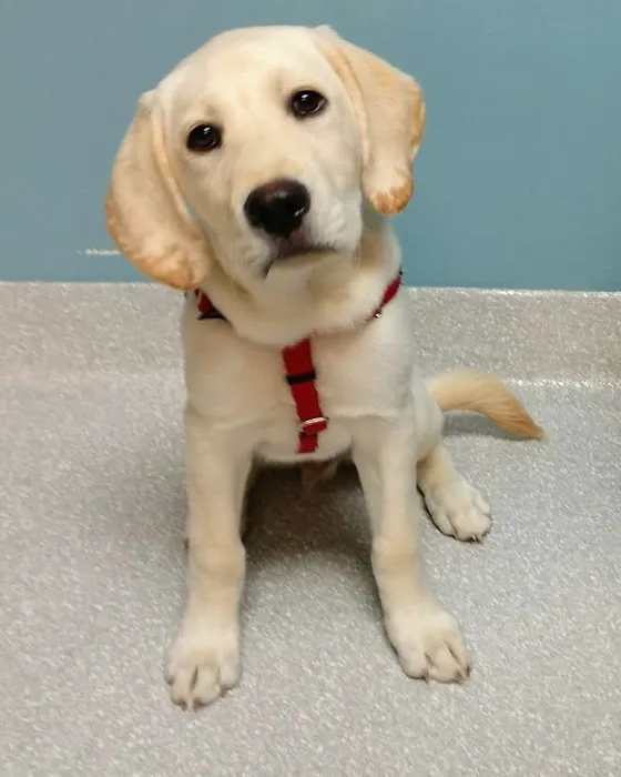 Companion Animal Hospital Mount Prospect 8