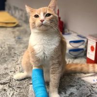 Companion Animal Hospital Mount Prospect ico