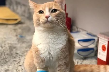 Companion Animal Hospital Mount Prospect