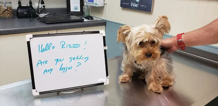 Companion Animal Hospital Mount Prospect 4
