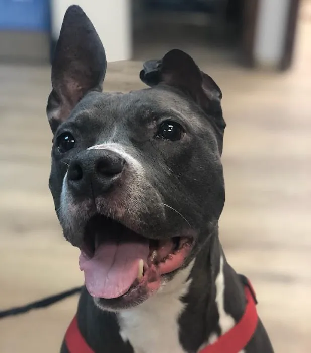 Companion Animal Hospital Mount Prospect 9