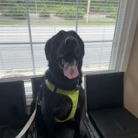 Northshore Animal Care ico