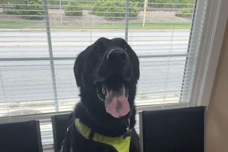 Northshore Animal Care