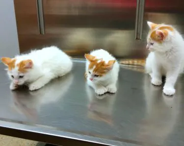 Becker Animal Hospital 12