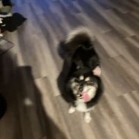 Preiser Animal Hospital ico