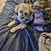 Banfield Pet Hospital ico
