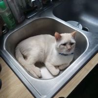 Pol Veterinary Services ico