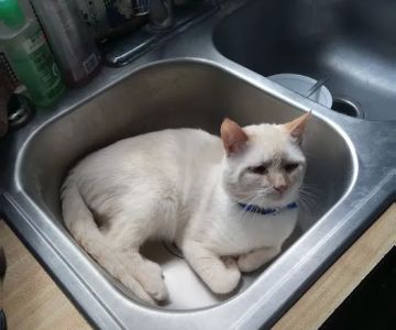 Pol Veterinary Services