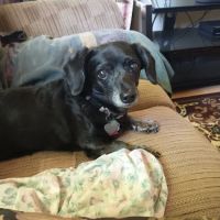 Phoenix Road Animal Hospital ico