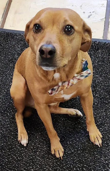 Phoenix Road Animal Hospital 8