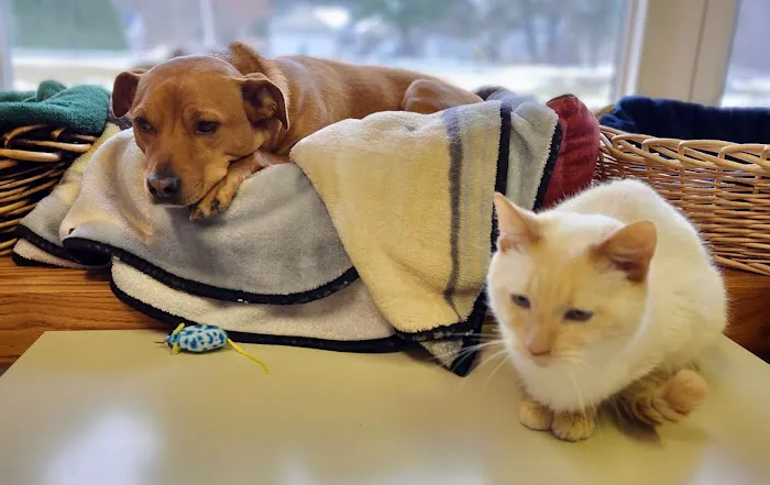 Phoenix Road Animal Hospital 7