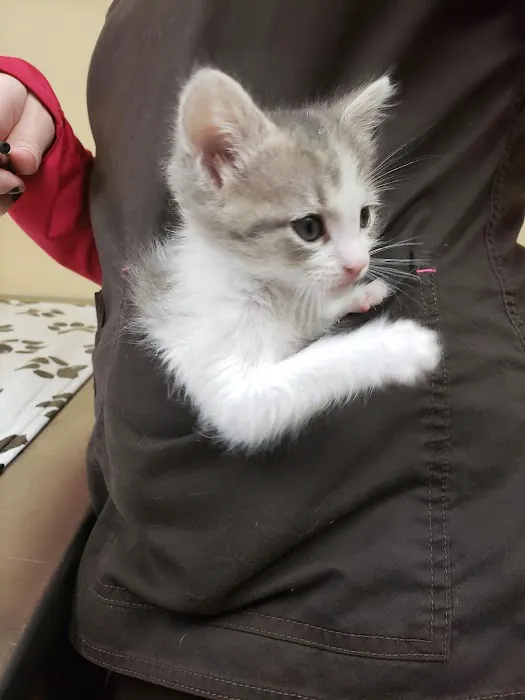 Arrow Pet Clinic 4
