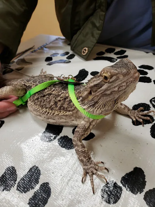 Arrow Pet Clinic 1