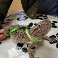 Arrow Pet Clinic ico