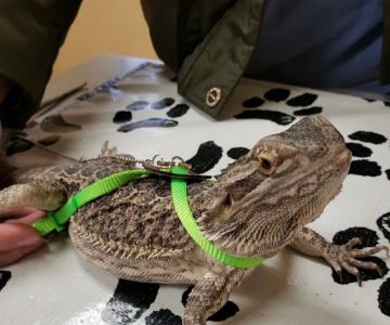 Arrow Pet Clinic