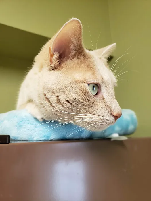 Arrow Pet Clinic 5