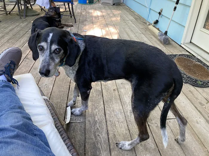 Wil-O-Paw Animal Hospital 2