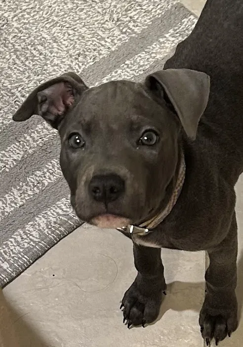 Wil-O-Paw Animal Hospital 8