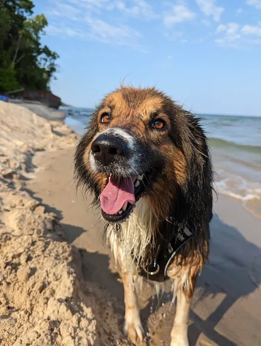 Wil-O-Paw Animal Hospital 6