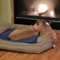 Sunset Coast Veterinary Clinic ico