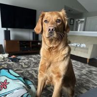 Family Pet Health Center ico