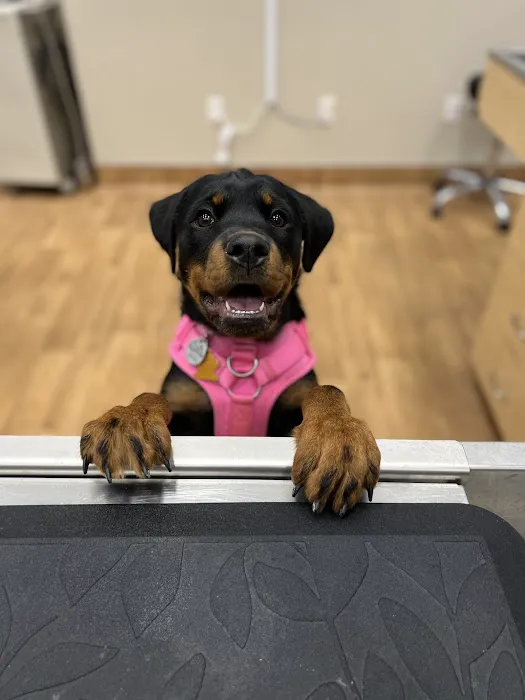 Willow Springs Veterinary Clinic 12