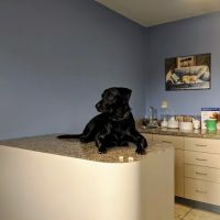 Willow Springs Veterinary Clinic ico