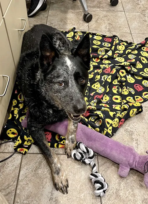 Willow Springs Veterinary Clinic 12