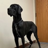Pleasant Prairie Animal Hospital ico