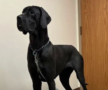 Pleasant Prairie Animal Hospital