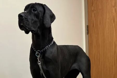 Pleasant Prairie Animal Hospital