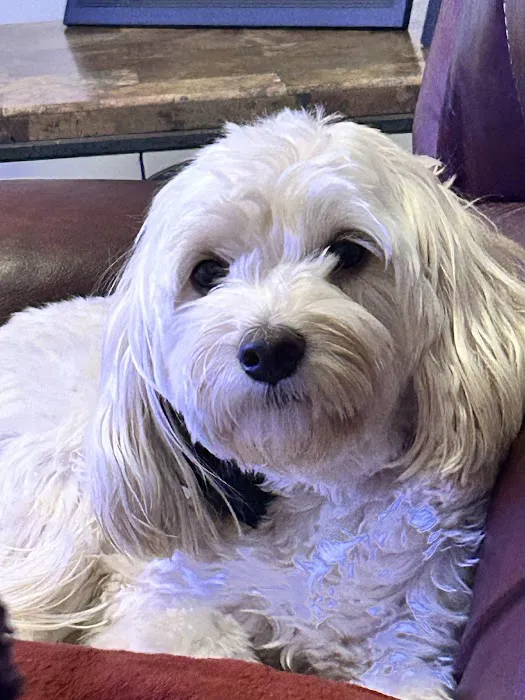 Companion Animal Hospital Kenosha 12