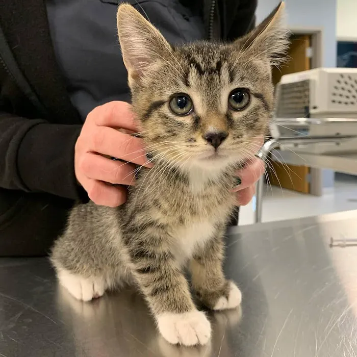 Companion Animal Hospital Kenosha 12