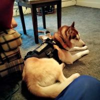 Kenosha Lake Shore Veterinary Clinic ico