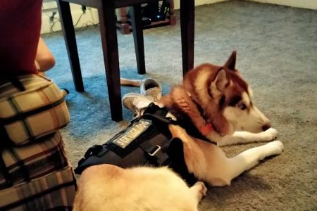 Kenosha Lake Shore Veterinary Clinic