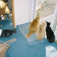 Kenosha Animal Hospital ico