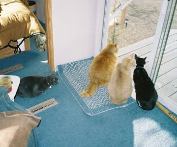 Kenosha Animal Hospital