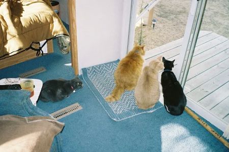Kenosha Animal Hospital