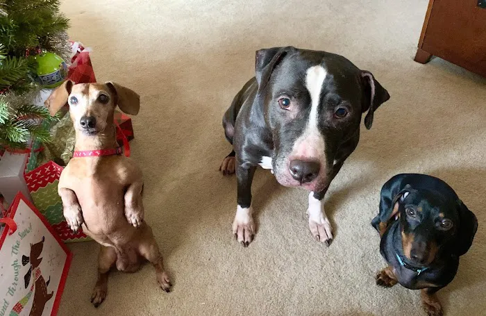 Kenosha Animal Hospital 12