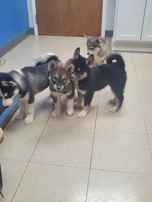 Northside Animal Hospital 4