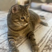 For Pets' Sake Vet Clinic Inc ico